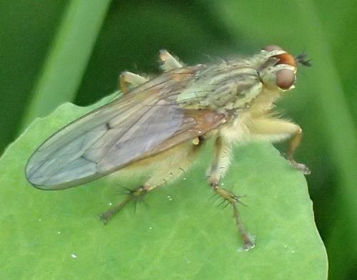Scathophaga stercoraria